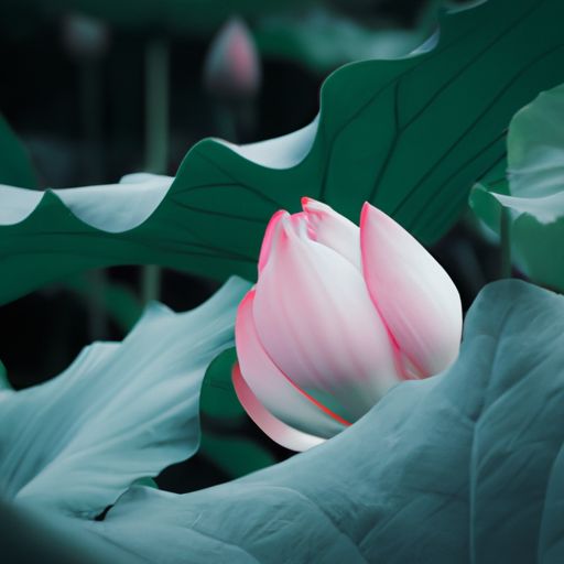 荷衾什么意思（荷蓧的意思）