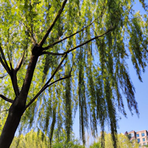 咏柳写出了柳树的什么