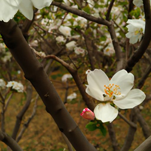 春日秦观丝什么意思（春日秦观的意思）