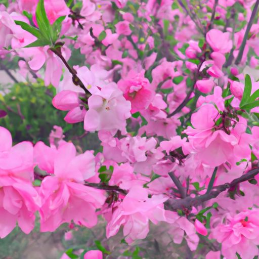 花开疑乍富什么意思（请问花开）