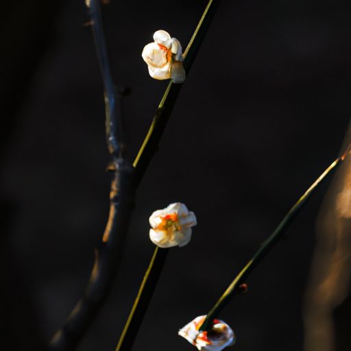 陆游《咏梅》什么意思（陆游的咏梅的意思）