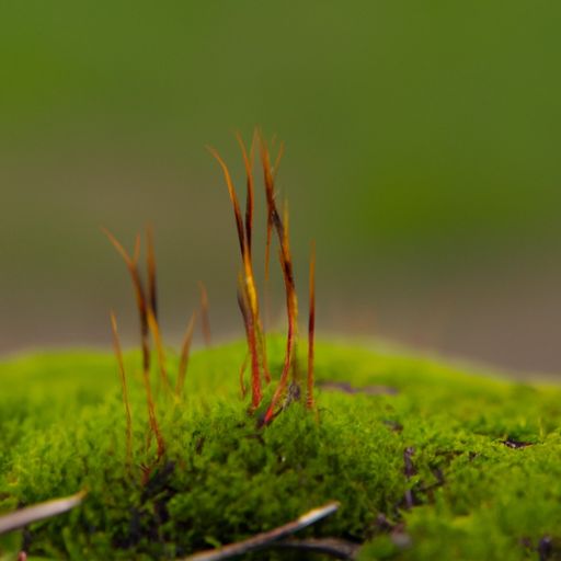 苔能组成什么词（苔能组成什么词语）