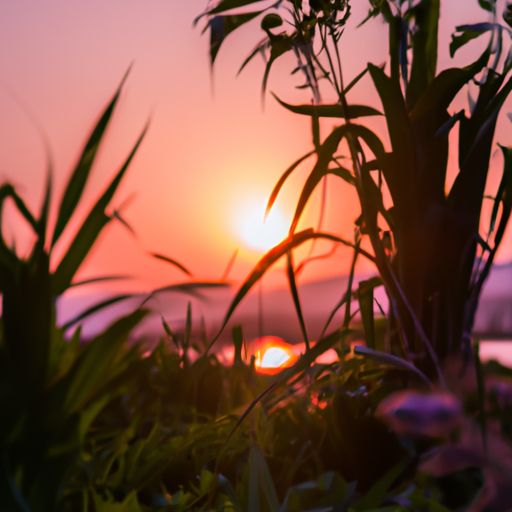 夕阳花水时是什么意思（夕阳花水时的意思）