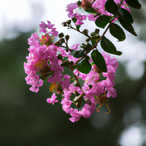 紫薇什么花（紫薇什么花序）
