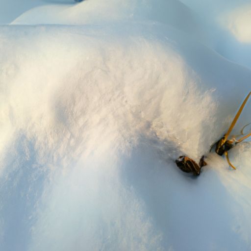 白雪黄芽什么样（白雪黄芽什么样的好）