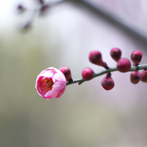 古诗春日主要写了什么（古诗春日主要写了什么内容）