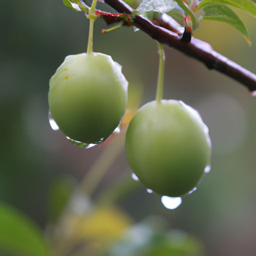梅子黄时雨下句是什么（梅子黄时雨下一句）