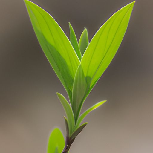 嫩芽的芽可以组什么词