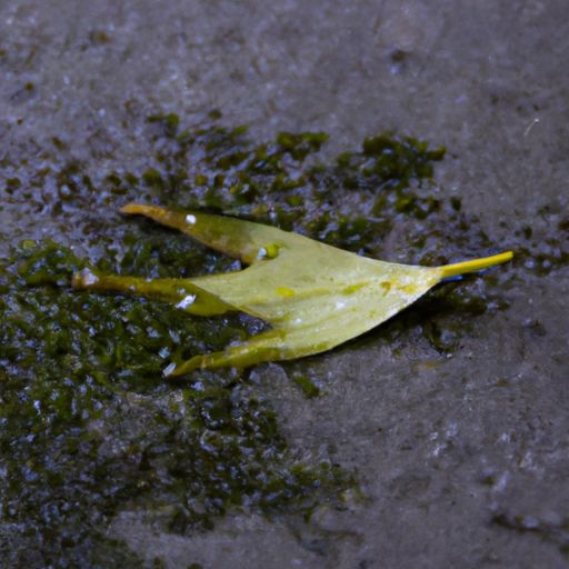 什么诗雨 一个词