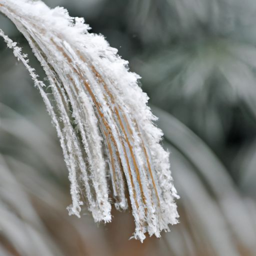 饱经霜雪猜什么生肖（饱经霜雪猜什么生肖呢）