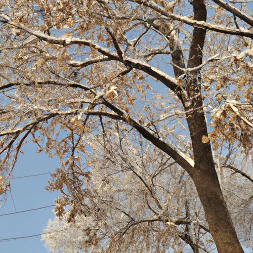 霜雪不知年代表什么（霜雪不知年什么意思）