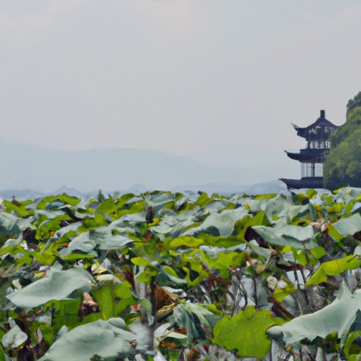 毕竟西湖六月中叫什么（毕竟西湖六月中是什么）