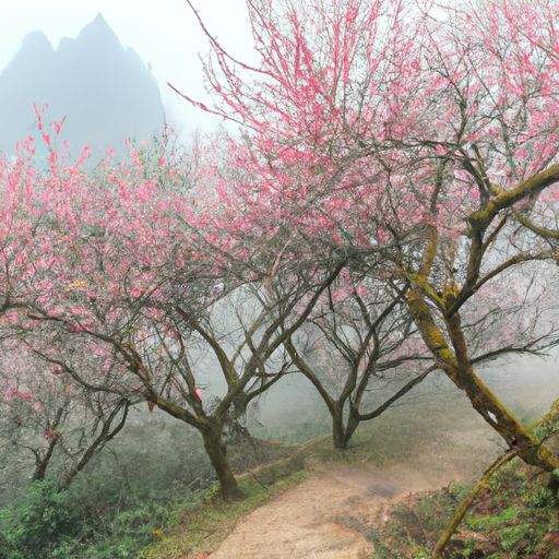 阶馥舒梅素是什么意思（阶馥舒梅素的意思）