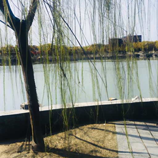 柳树旁边写什么诗（柳树旁边写什么诗句）