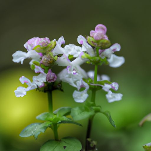 百草千花寒食路什么歌（百草干花寒食路）