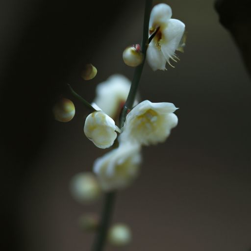 古诗里的梅子是什么（古诗里的梅子是什么意思）