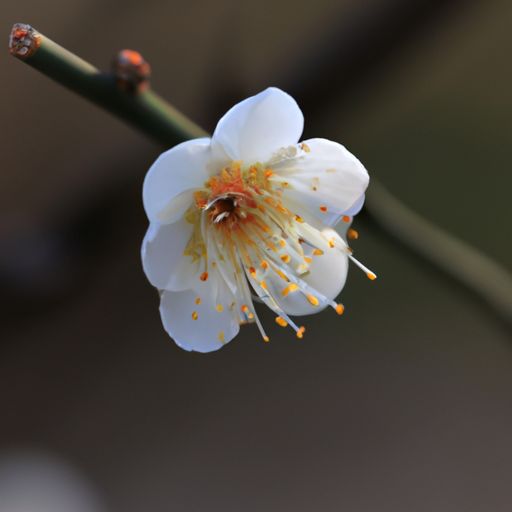 梅花归什么经（梅花的归经）
