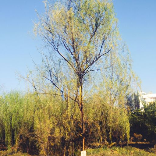 咏柳一树的意思是什么（咏柳一树的意思是什么意思）