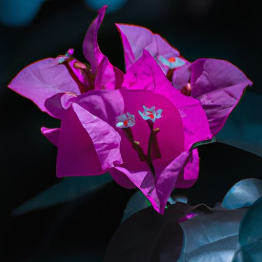 紫锦红囊是什么意思（紫锦之囊）