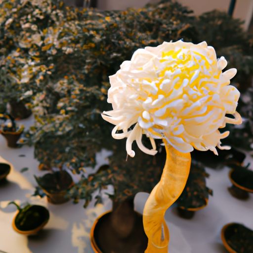 秉烛赏花是什么课文（秉烛赏花唐诗宋词）