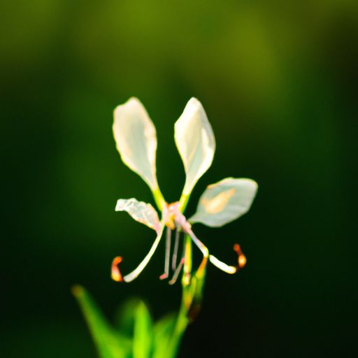 白鹭草什么开花（白鹭草什么开花结果）