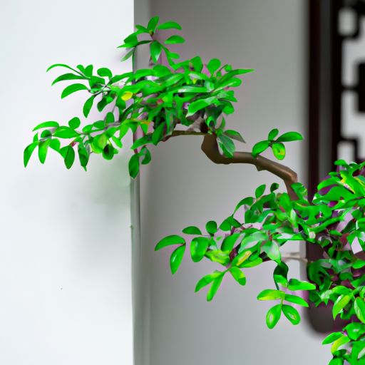 壁波庭什么作用（壁波庭效果怎么样）