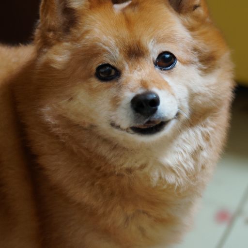 鸡犬喧什么意思（鸡犬的意思）