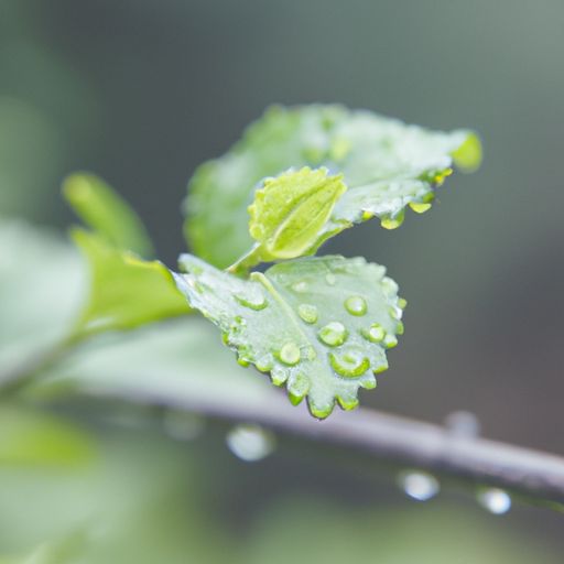 雨霖玲是什么意思