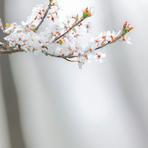 李花什么意思（不惹人间桃李花什么意思）