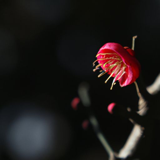 一剪梅的象征什么意思（一剪梅代表什么）