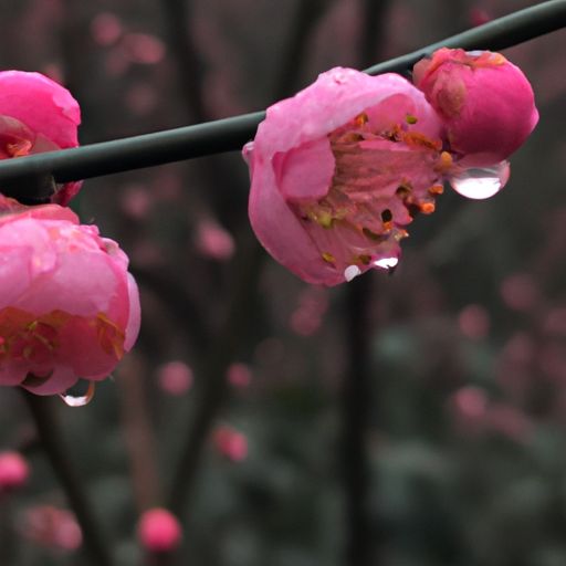 春朝物候妍 什么意思（春朝物候妍什么意思）