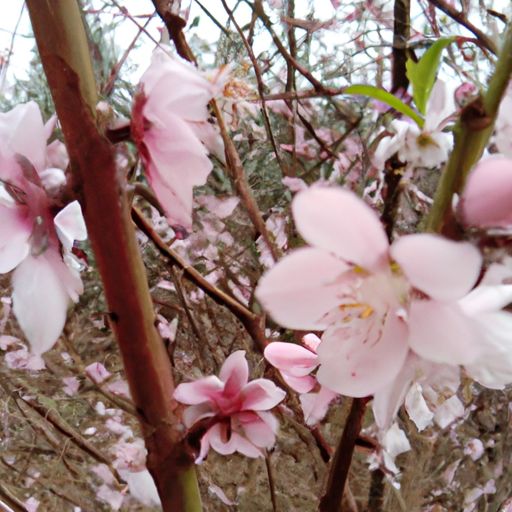 春花秋月这句诗是什么（春花秋月这句诗是什么意思啊）