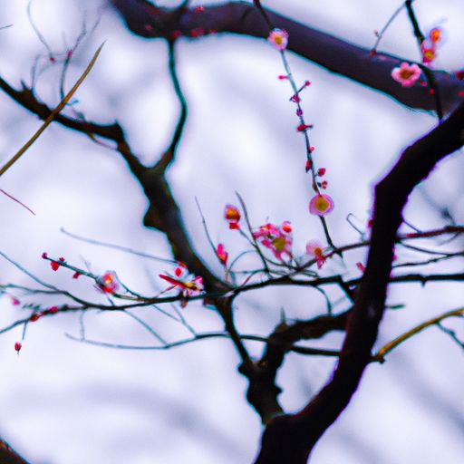 梅花这首诗的意思是什么意思（梅花这首诗的意思是什么意思?）
