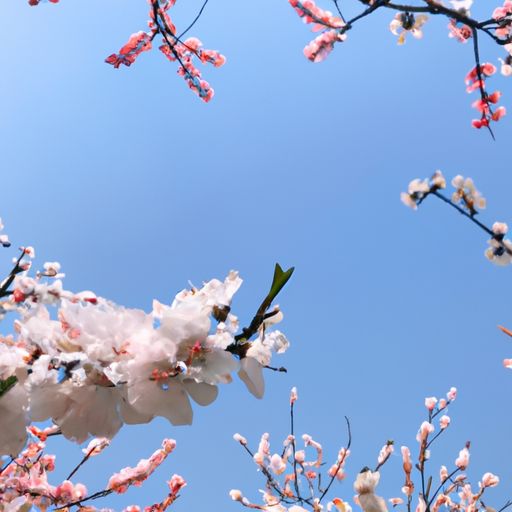 春归是什么（春归是什么意思）