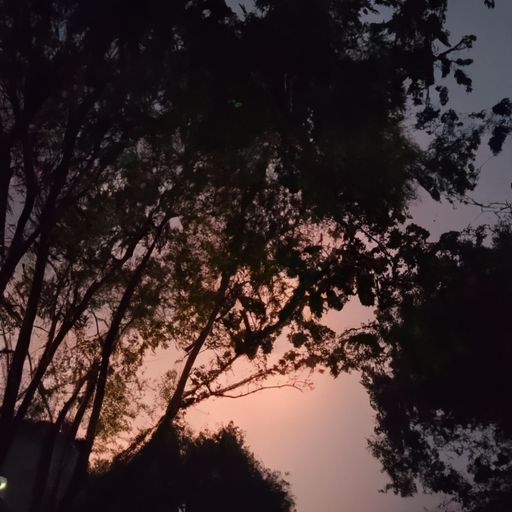 翻疑梦的意思是什么意思是什么意思是什么（翻疑梦里逢打一动物）